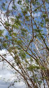 Image result for Albizia lebbeck