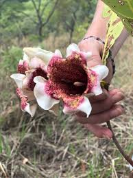 Image result for Rothmannia manganjae