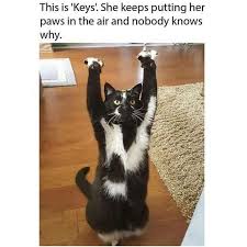 Posts ️ generate ⭐ top kek. 10 Things You Should Never Ever Do To Your Cat Dog Cute Animals Cute Animal Videos Cute Baby Animals