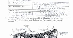 Cell Membrane Images Worksheet Answers Fresh Cell Membrane Coloring Worksheet Answer In 2020 Cell Membrane Cell Membrane Coloring Worksheet Persuasive Writing Prompts
