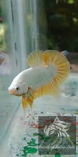 Yellow Dragon Betta Betta Fish Types Betta Fish Betta