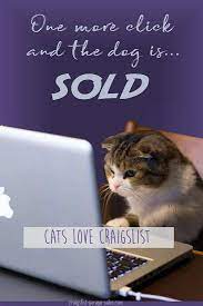 75 Best Craigslist Pets Ideas Craigslist Pets Pets Craigslist