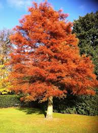 Although several species are commonly ascribed the name redwood, it really only belongs to one: Dawn Redwood Trees For Sale Buy Metasequoia Glyptostroboides