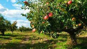 Sometimes the disease forms cankers on branches and fruit that ooze red or yellow liquid. Apple Production And Variety Recommendations For The Utah Home Garden Usu