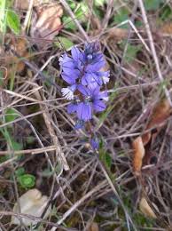 Image result for Polygala transvaalensis