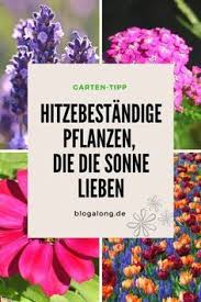 Hitzebestandige Pflanzen Die Die Sonne Lieben Garten Bepflanzen Pflanzen Blumen Fur Garten