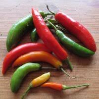 Image result for Capsicum frutescens