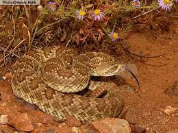 Mohave Rattlesnake Crotalus Scutulatus Reptiles Of Arizona Beautiful Snakes Rattlesnake Mojave Rattlesnake