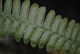 Image result for Arthropteris