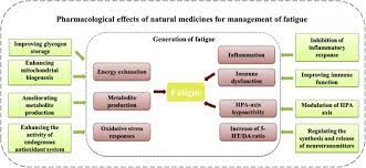 Et sinon je crois qu'il n'y a pas de quoi s'inquiéter. Natural Medicines For The Treatment Of Fatigue Bioactive Components Pharmacology And Mechanisms Sciencedirect