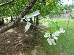 Planting a rose is much easier than you think. New Graft On Old Tree Is Flowering Should I Remove Flowers Propagation Forum At Permies
