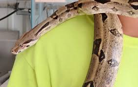 Largest online selection of captive bred reptile pets including pythons, boas, colubrids, lizards, as well as amphibians and invertebrates. 11 Foot Long Boa Constrictor Escapes From Arkansas Home Leave It Alone If Seen Officials Say