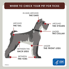 The earliest dog breeders used wolves to create domestic dogs. Preventing Ticks On Your Pets Ticks Cdc
