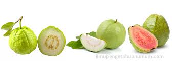 Maybe you would like to learn more about one of these? Kandungan Gizi Buah Jambu Biji Guava Dan Manfaat Jambu Biji Bagi Kesehatan