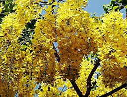 Tropical flowering trees in india. Happiness All Around Us Flowering Trees In India Flowering Trees Flower Pot Design Tree