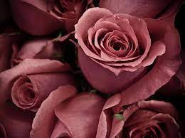 Over 100 Free Holiday Wallpapers For Christmas Halloween And More Beautiful Flowers Hd Wallpapers Rose Color Meanings Beautiful Flowers