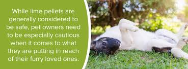 Check spelling or type a new query. Is Lime Harmful For Pets Baker Lime