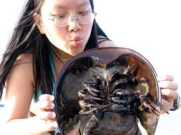 So độc, sam chịu tiếng