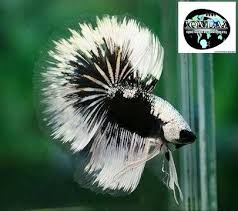 Pin On Betta Fish I Want