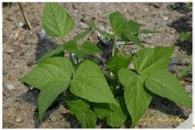 Image result for Vigna mildbraedii