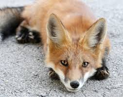 Black And Orange Fox Breed Cheshire Fox Animales Y Mascotas Animales Mascotas