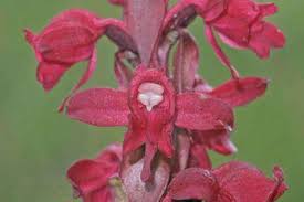 Image result for Satyrium compactum