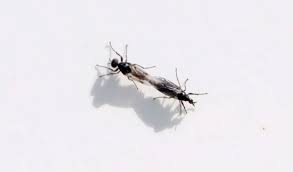 It is, however, of very great antiquity, and has been held by different families. Plague Of Flies Descends On The County