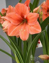 Rilona Amaryllis Amaryllis Flowers Amaryllis Spring Flowering Bulbs