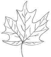 Image Result For Natural Forms Leaves Drawing Simple Nature Drawing Nature Drawing Easy Nature Drawings