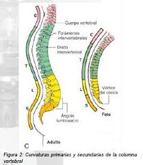 Visto este dato, puedes pensar que las jirafas tienen muchas vertebras cervicales más, incluso cientos de estos huesos, sin embargo, tienen el mismo número de vertebras que nosotros. Anatomia Y Exploracion Fisica De La Columna Cervical Y Toracica