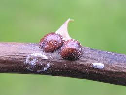 Image result for puklice na orchideích obrázek