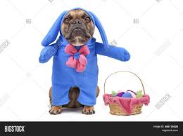 Maybe you would like to learn more about one of these? French Bulldog Dog Image Photo Free Trial Bigstock