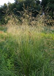 Image result for Deschampsia