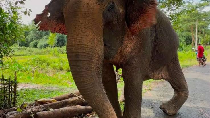 नागालैंड बाढ़ में फंसी 53 साल की हथिनी जॉयमोती का रेस्क्यू, स्पेशल हॉस्पिटल केयर के लिए एयरलिफ्ट कर वंतारा लाई गई - India TV Hindi