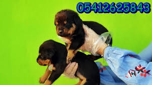 Macar Rottweiller Rottweiler Yavrulari Hayvanlar Rottweiler