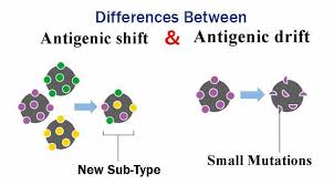 Differences Between Antigenic Shift And Antigenic Drift Drifting Shift Laboratory Science