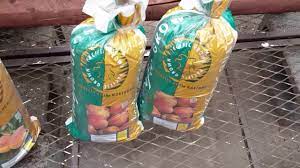 Check spelling or type a new query. Bareroot Peach Tree Shopping At Lowes Youtube