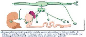 11.2 Digestive System – Concepts Of Biology – 1St Canadian Edition