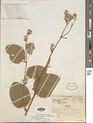 Image result for Polhillides velutina