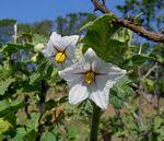 Image result for Solanum grossidentatum