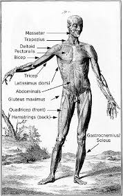 Name the important names of muscles of the body to be known by massage therapist? Adventist Youth Honors Answer Book Health And Science Bones Muscles And Movement Wikibooks Open Books For An Open World