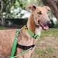 Homeward Hounds NQ: April Adoption Event