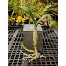 Image result for Lankesteria alba