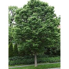 Image result for Hetaeria occidentalis