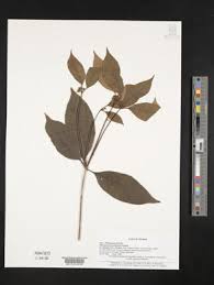 Image result for Pittosporum mildbraedii