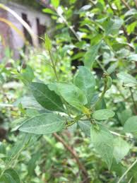 Inai adalah tumbuhan muda untuk tahun. 7000 Gambar Daun Inai Untuk Kesehatan Gratis Gambar Id