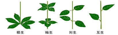 東邦大学薬学部 薬用植物園 ハーブ園 用語解説