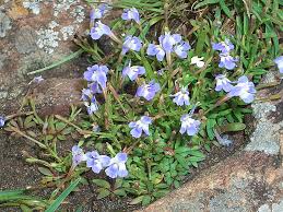 Image result for Linderniella wilmsii