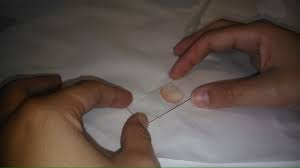 Resultado de imagen de observación microscopio 5 primaria