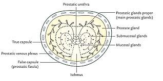 Easy Notes On Prostate Learn In Just 4 Minutes Earth S Lab